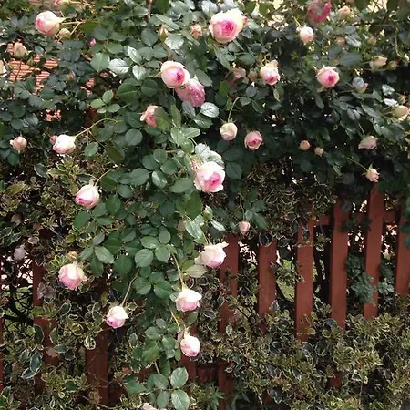 Bed & Breakfast Corte Capitani