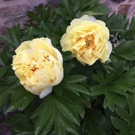 Corte Capitani Bed & Breakfast